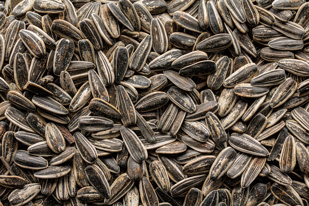 Sunflower Seeds 